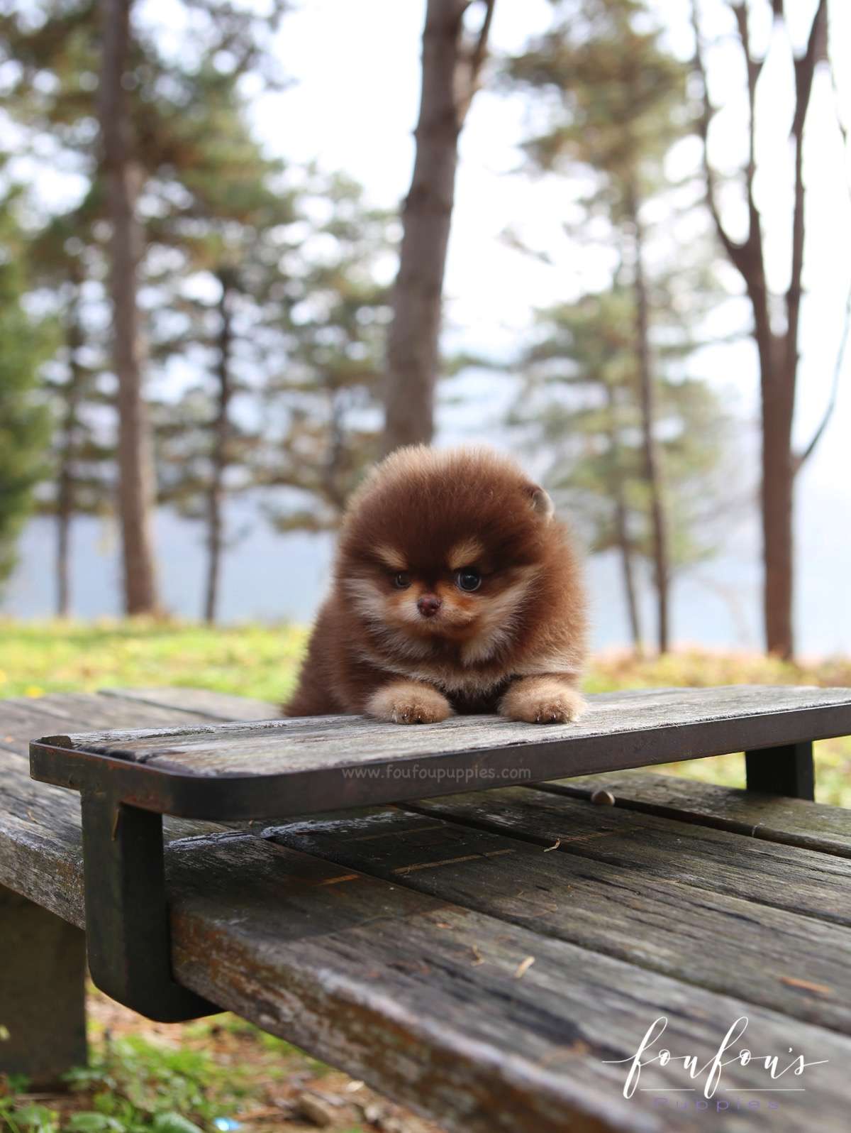 Twix - Pomeranian M.