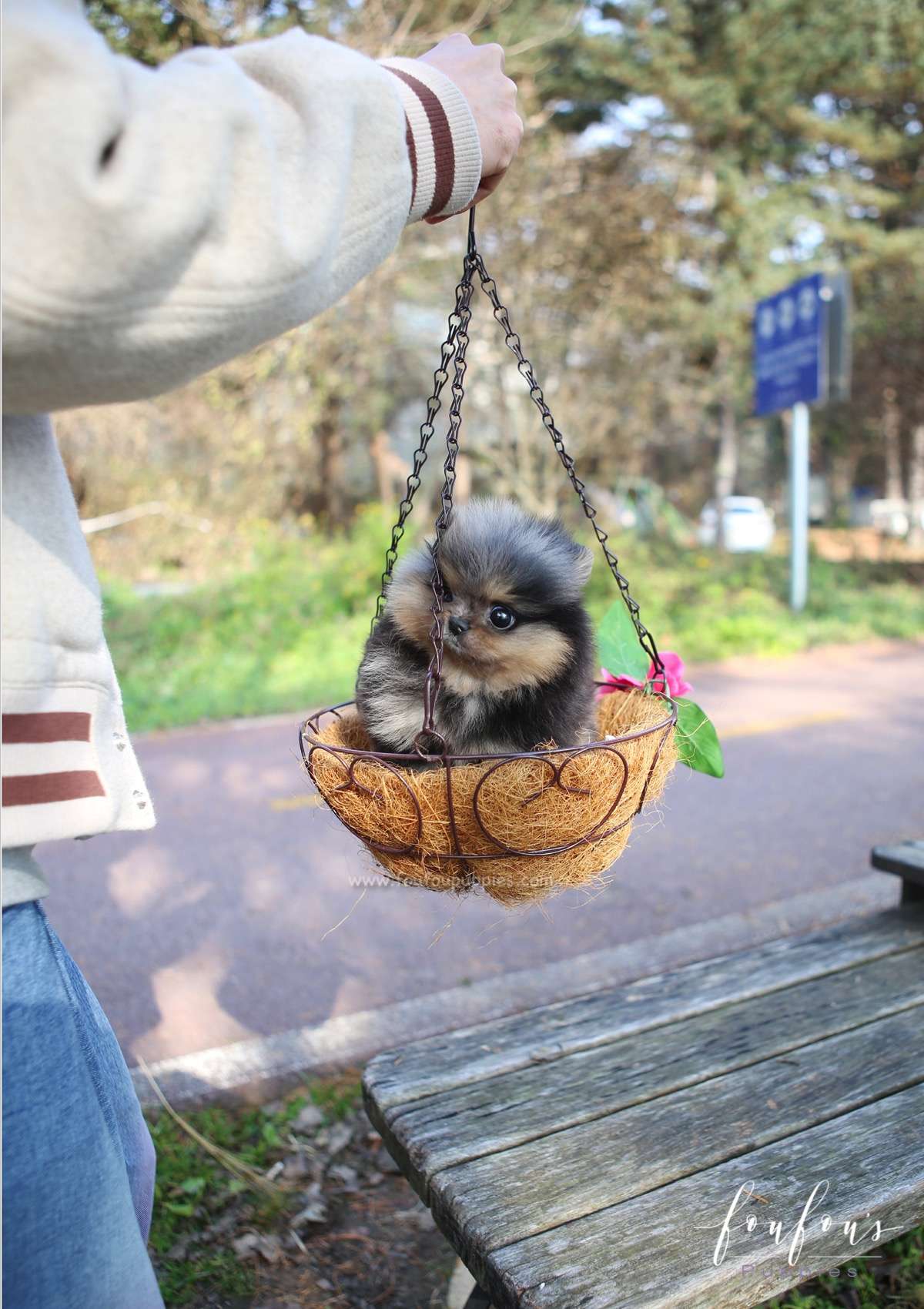 Yeti - Pomeranian M.