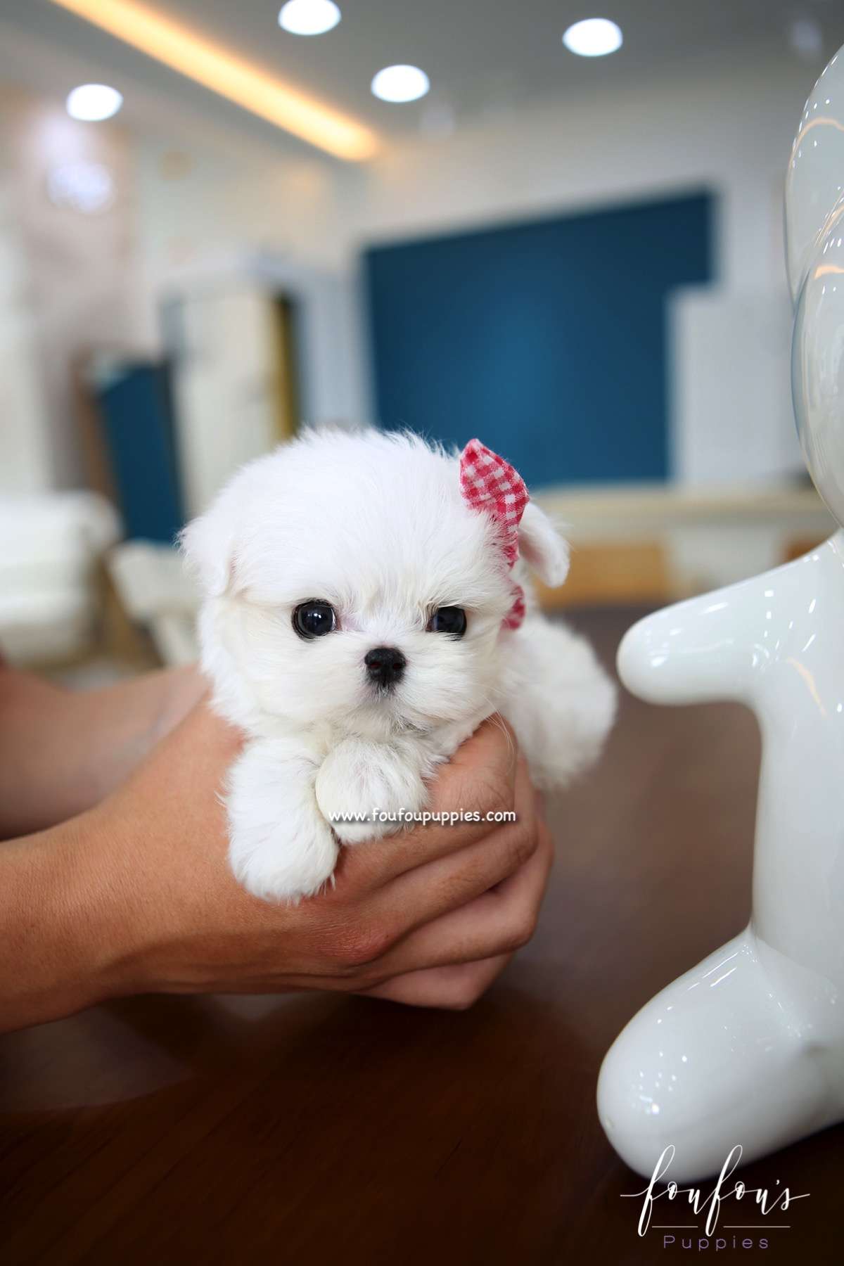 Milan - Maltese M.