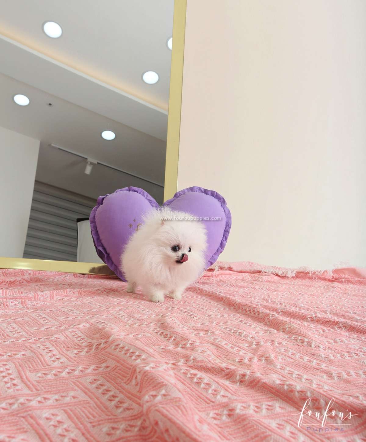 Jolie - Pomeranian F.