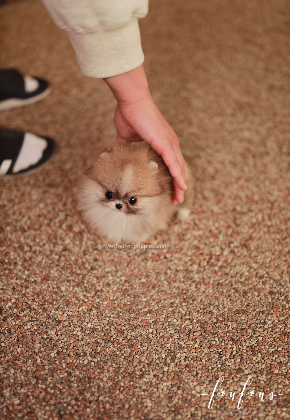 Honey - Pomeranian F.