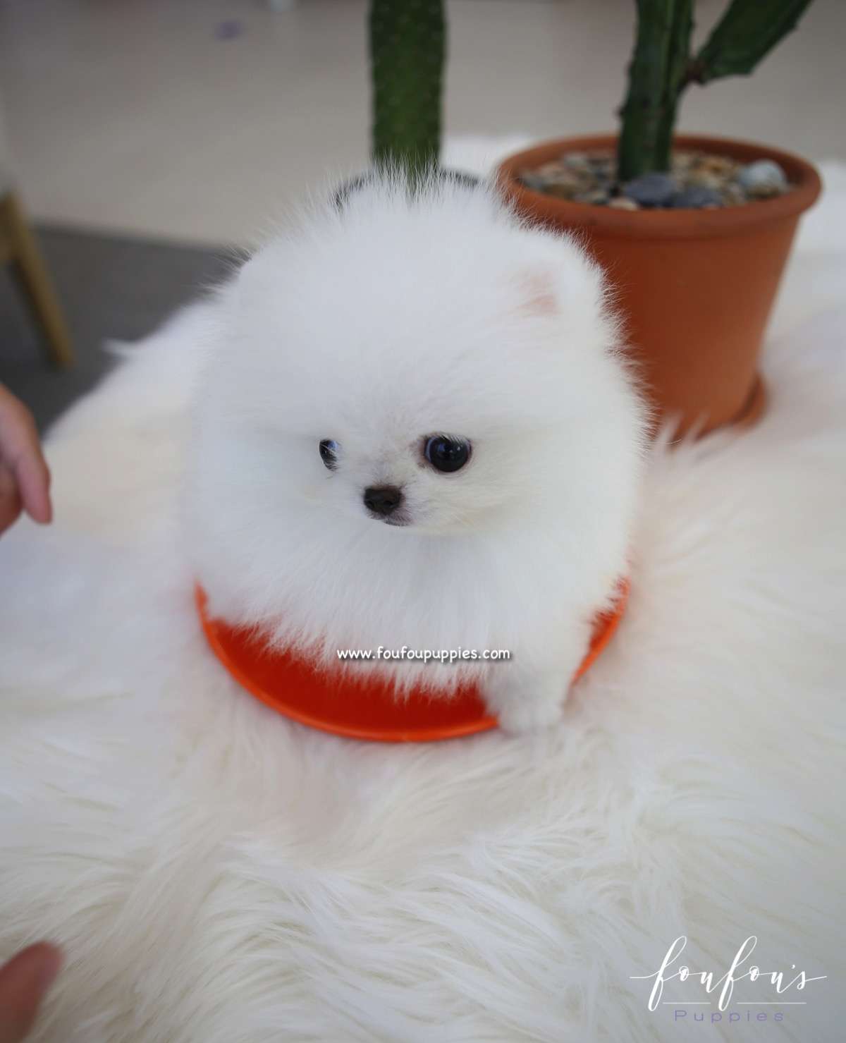 Duke - Pom M.