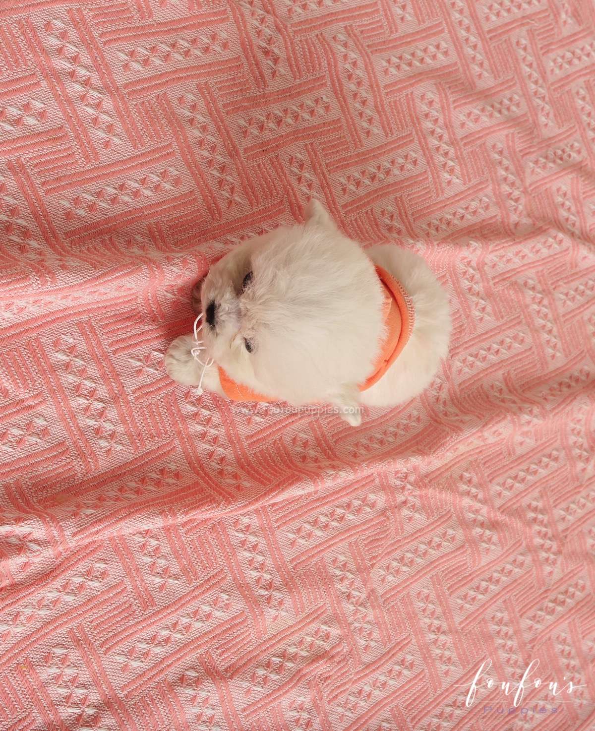 Pouchon - Bichon M.