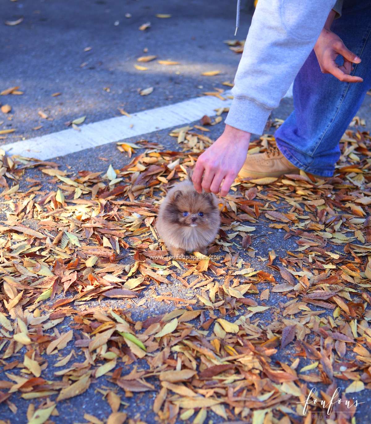 Sire - Pomeranian M.