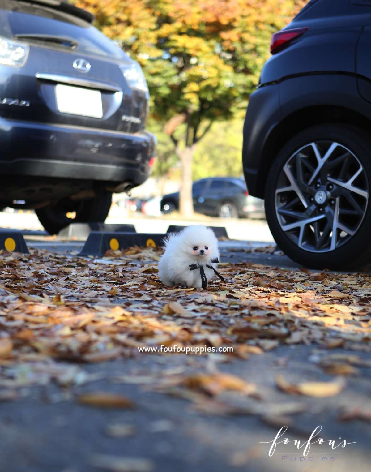 Joji - Pomeranian M.