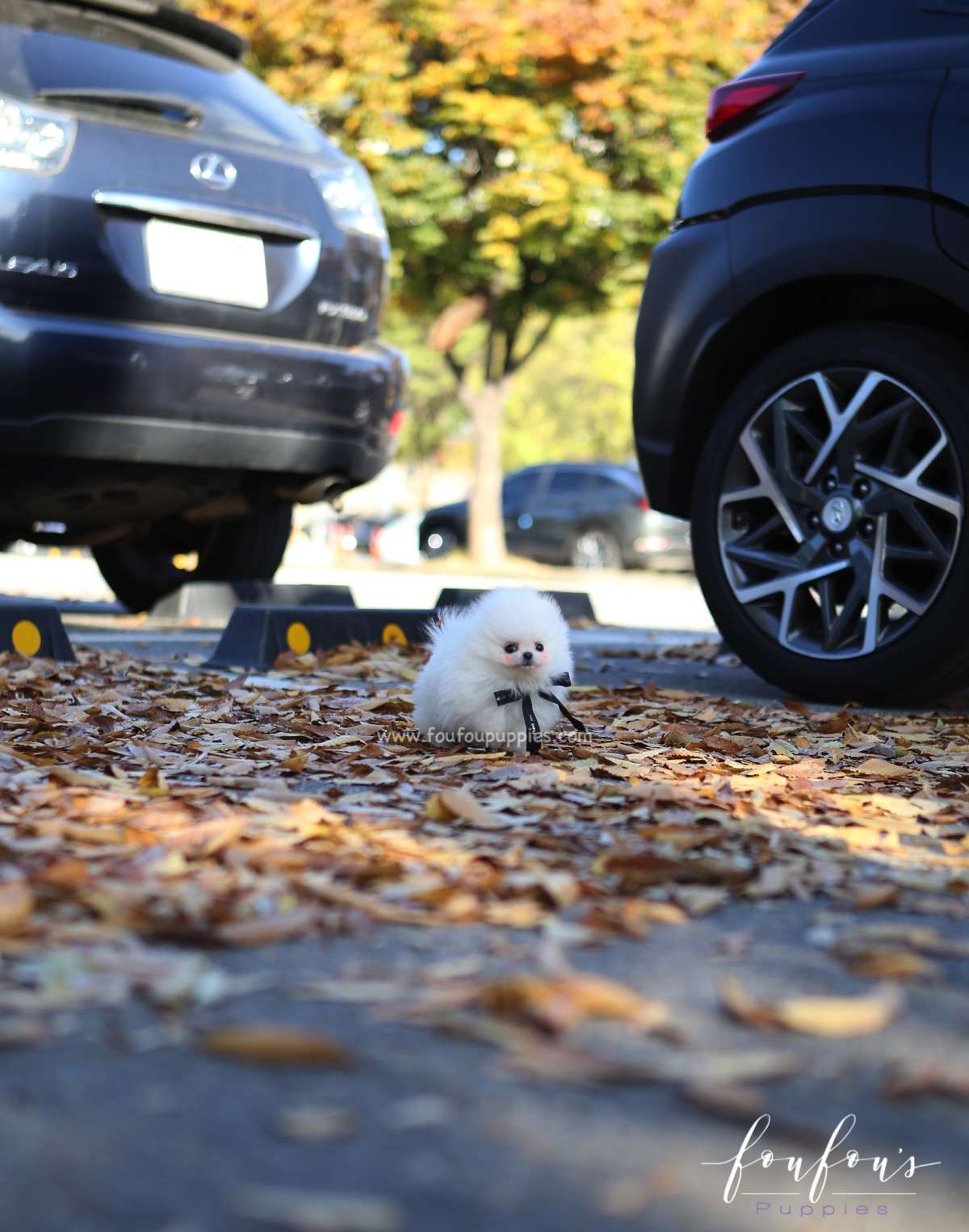 Joji - Pomeranian M.