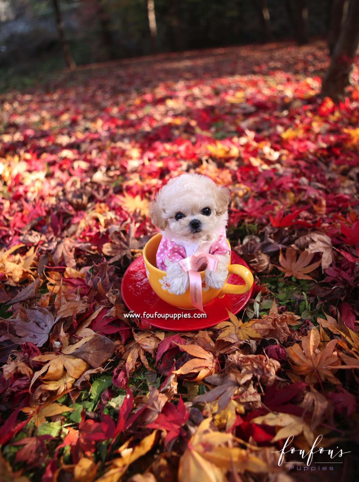 Kirby - Poodle M.