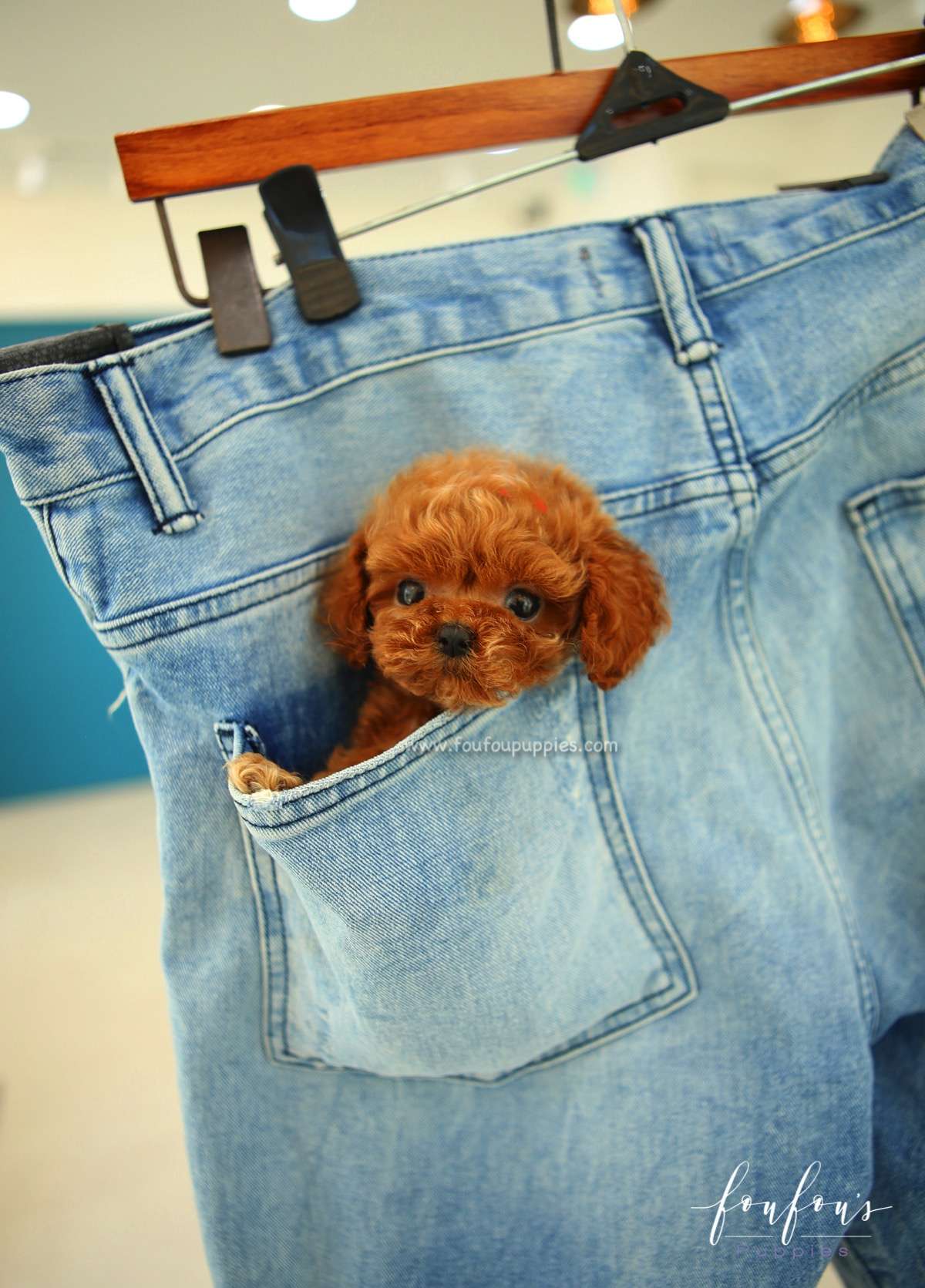 Aston - Poodle M.
