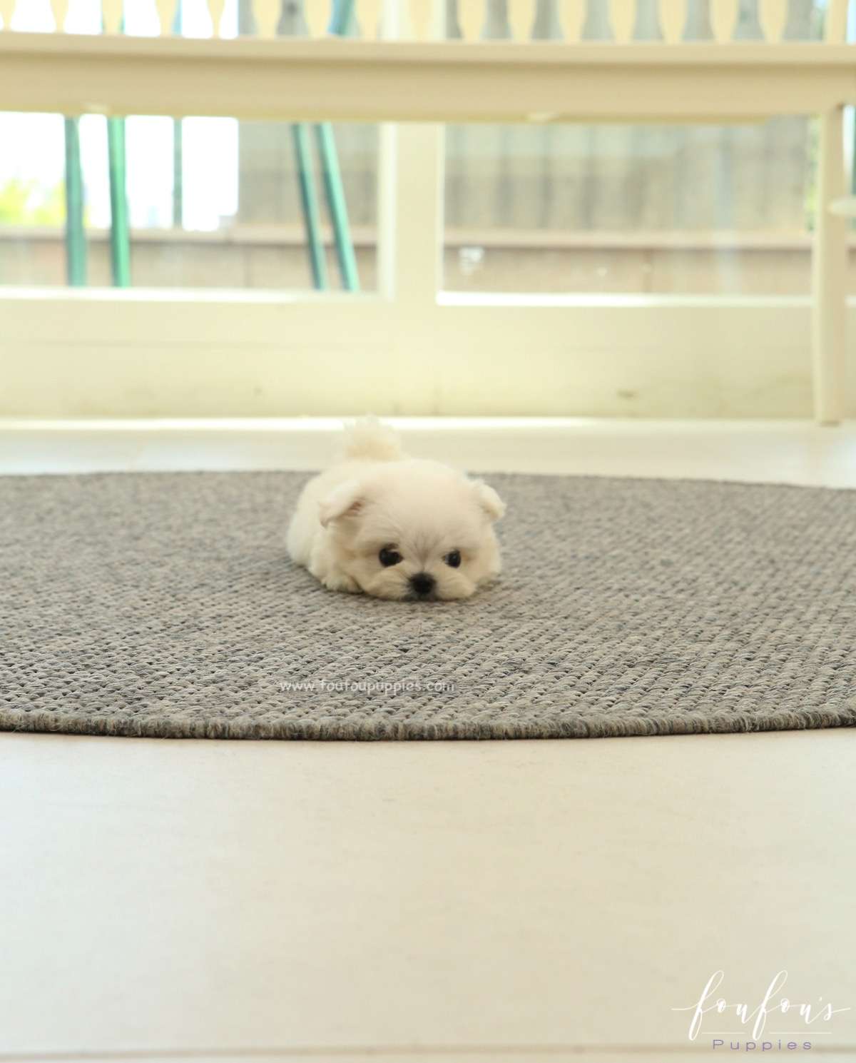 Gracie - Maltese F.