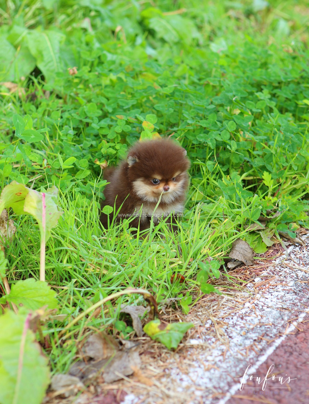 Twix - Pomeranian M.