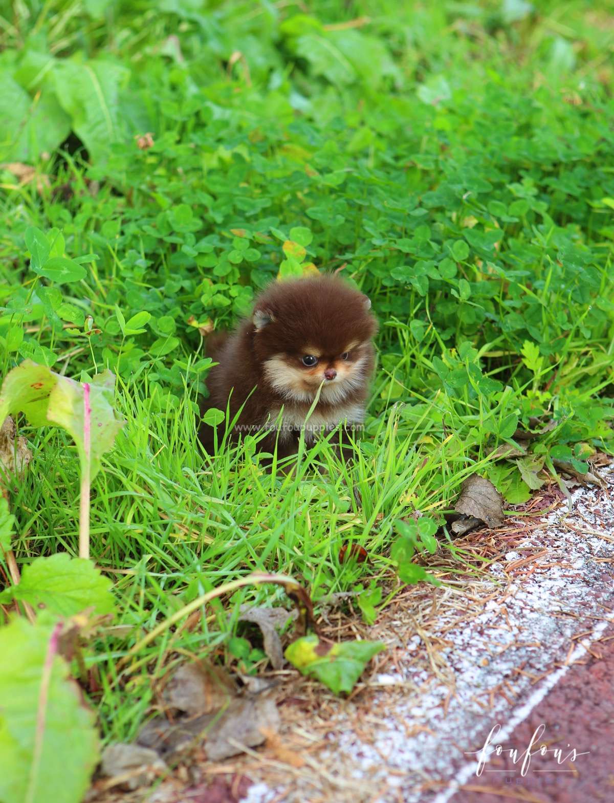 Twix - Pomeranian M.