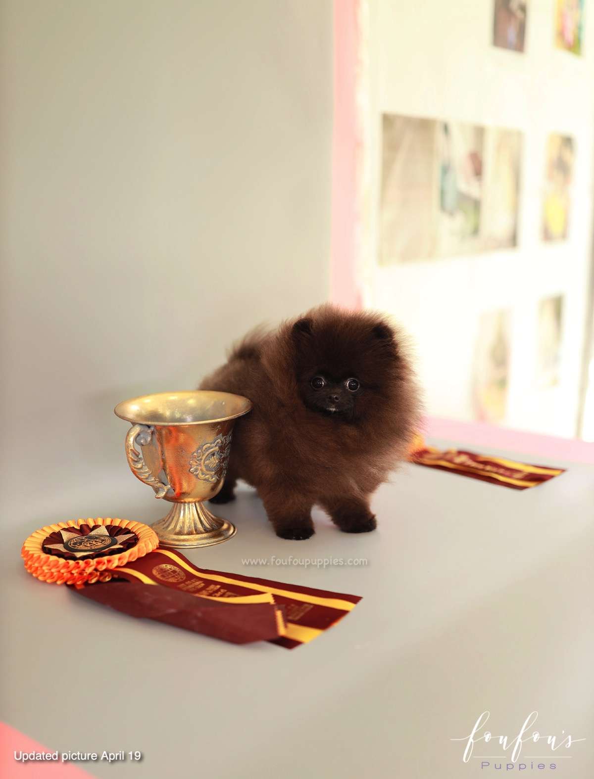 Soiré - Pomeranian M.