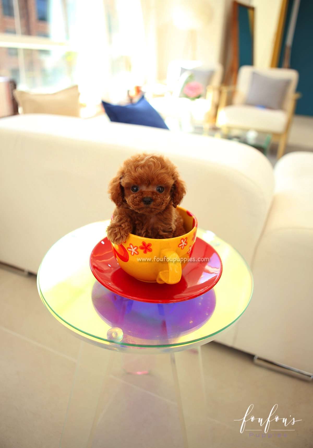 Aston - Poodle M.