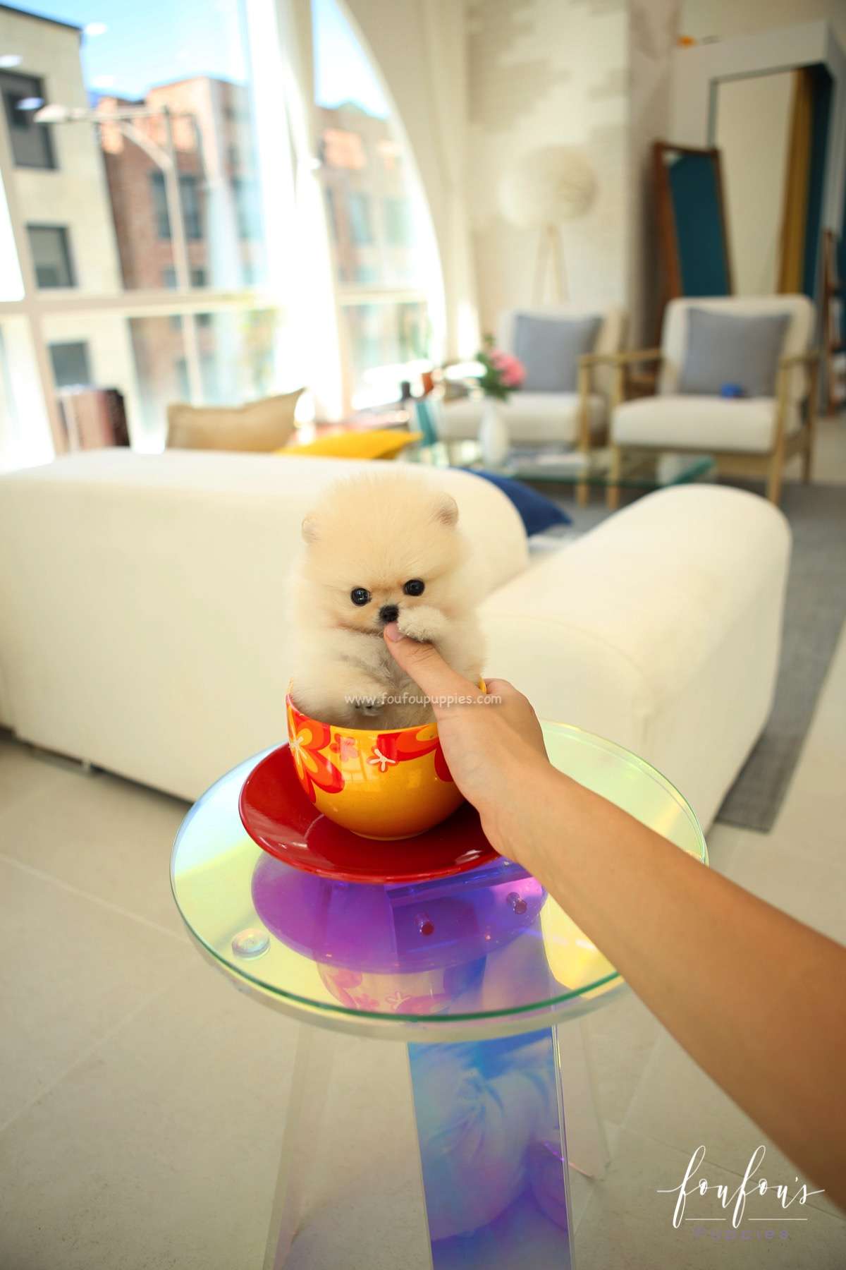 Capone - Pomeranian M.