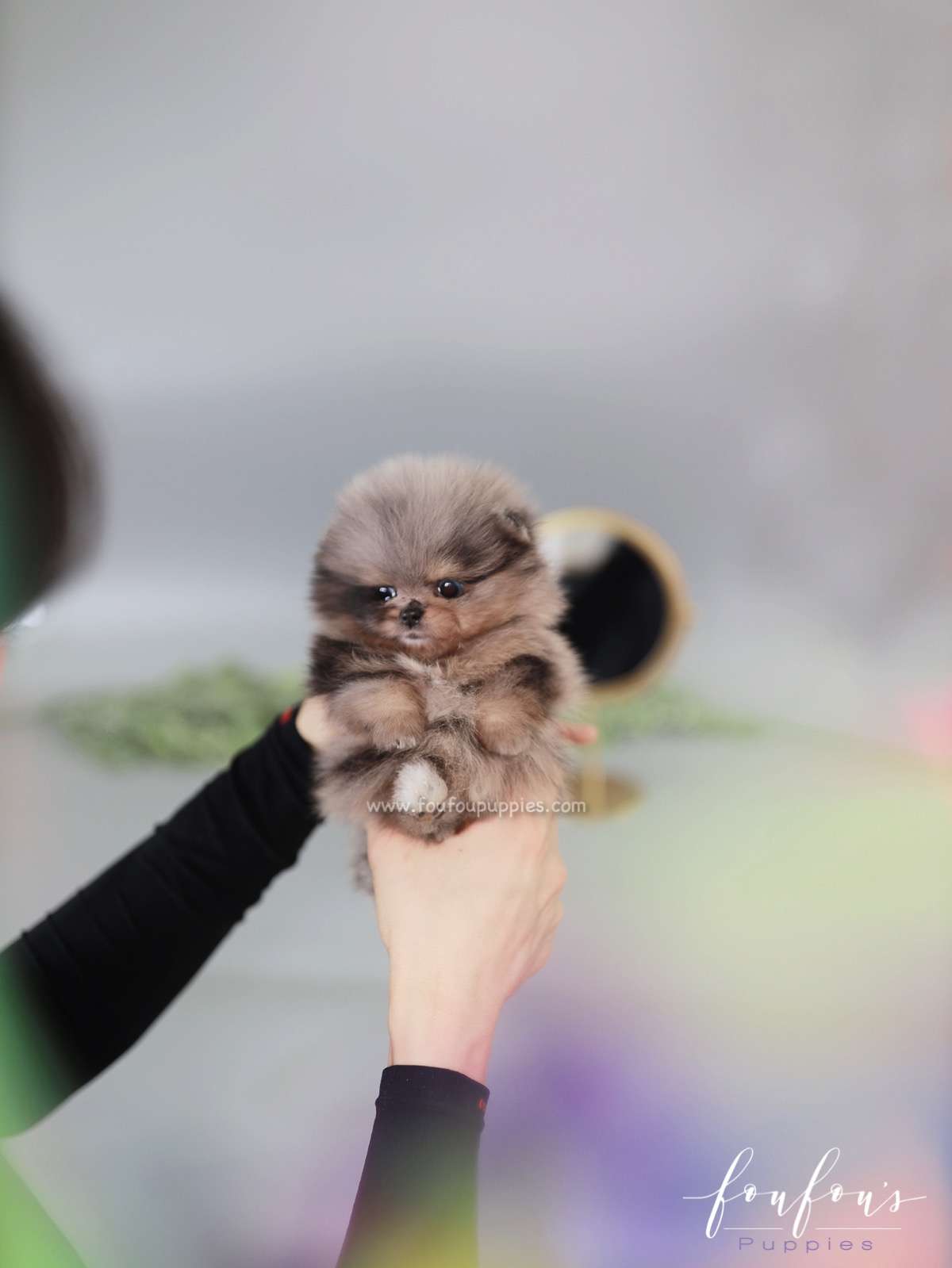 Nebula - Pomeranian F.