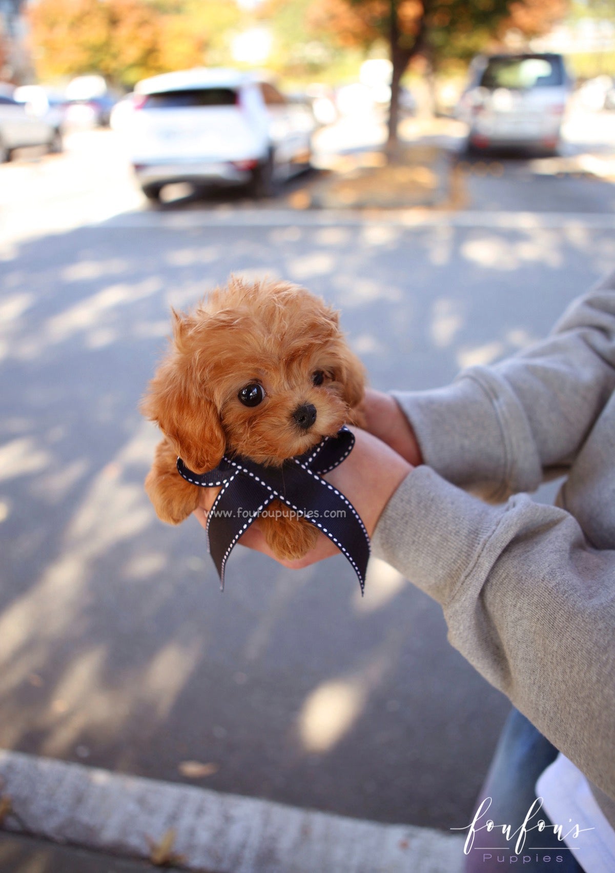 Mowgli - Maltipoo M.