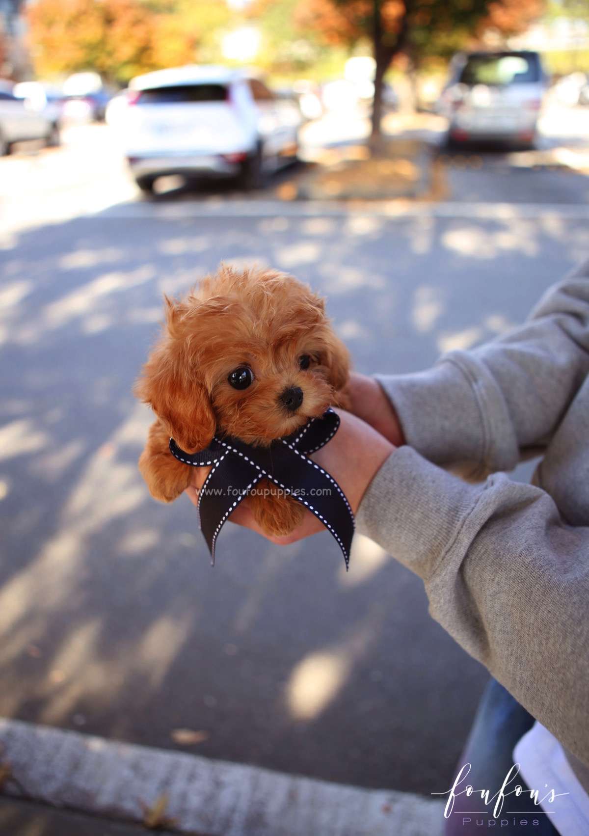 Mowgli - Maltipoo M.