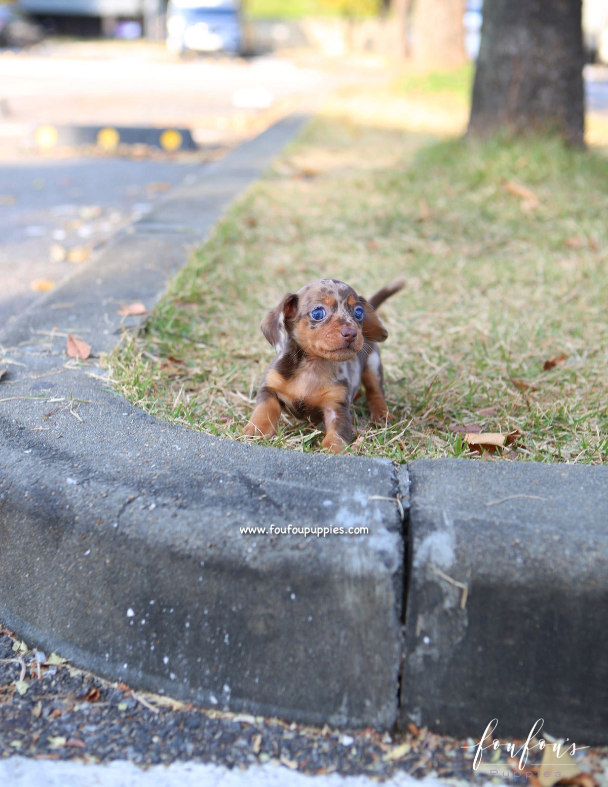 Pogo - Dachsund M.