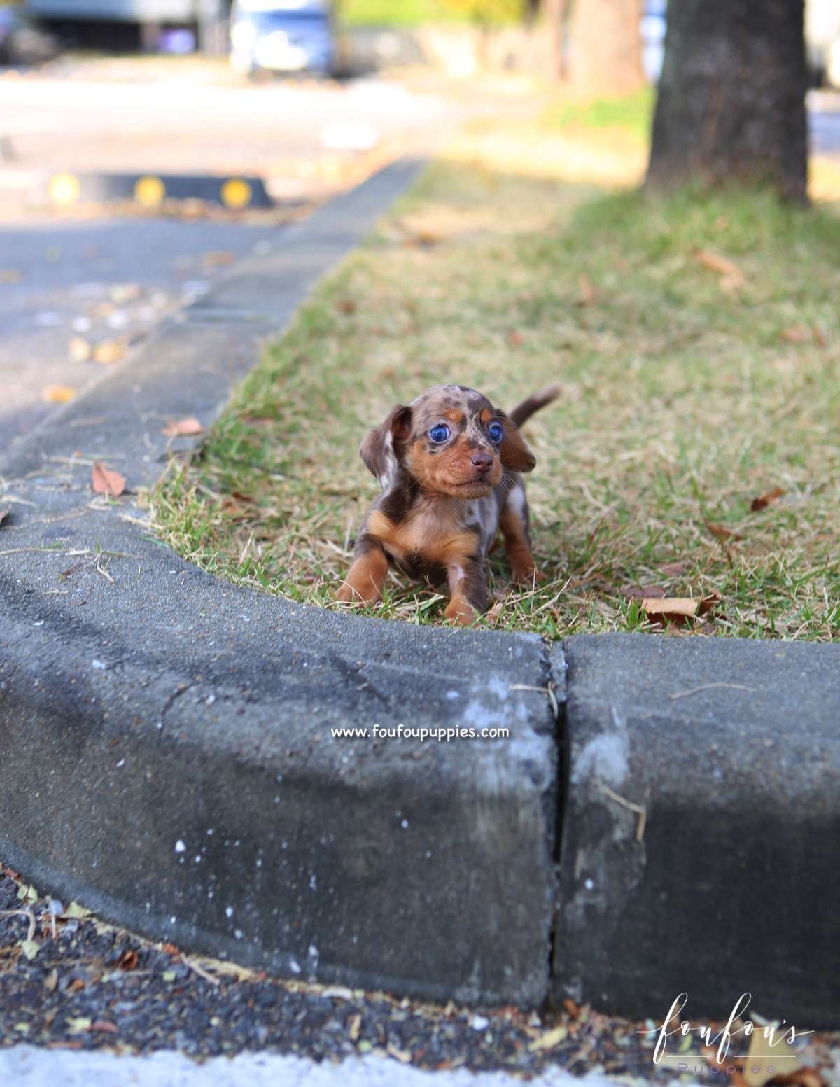 Pogo - Dachsund M.