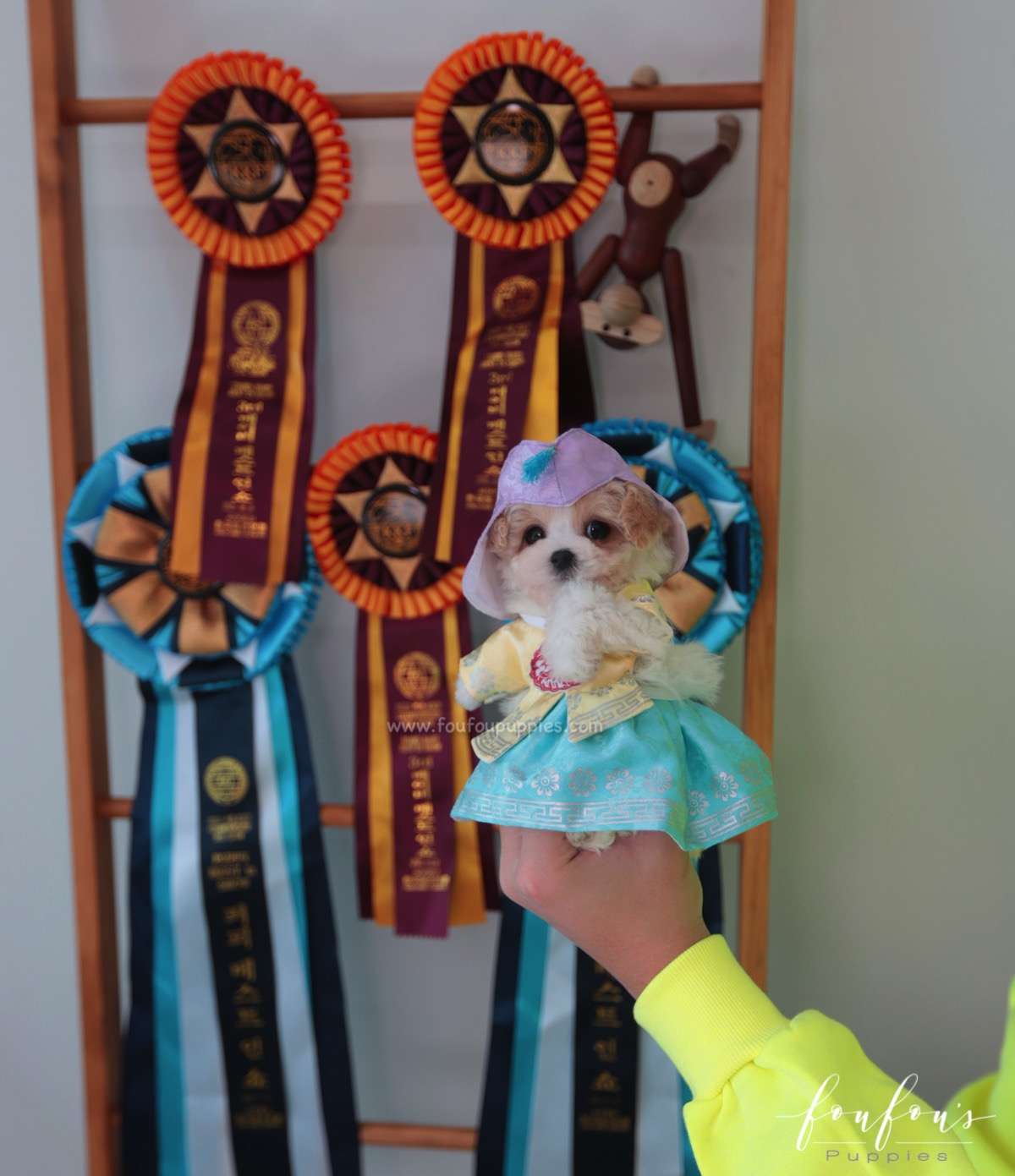 Tezz - Maltipoo M.