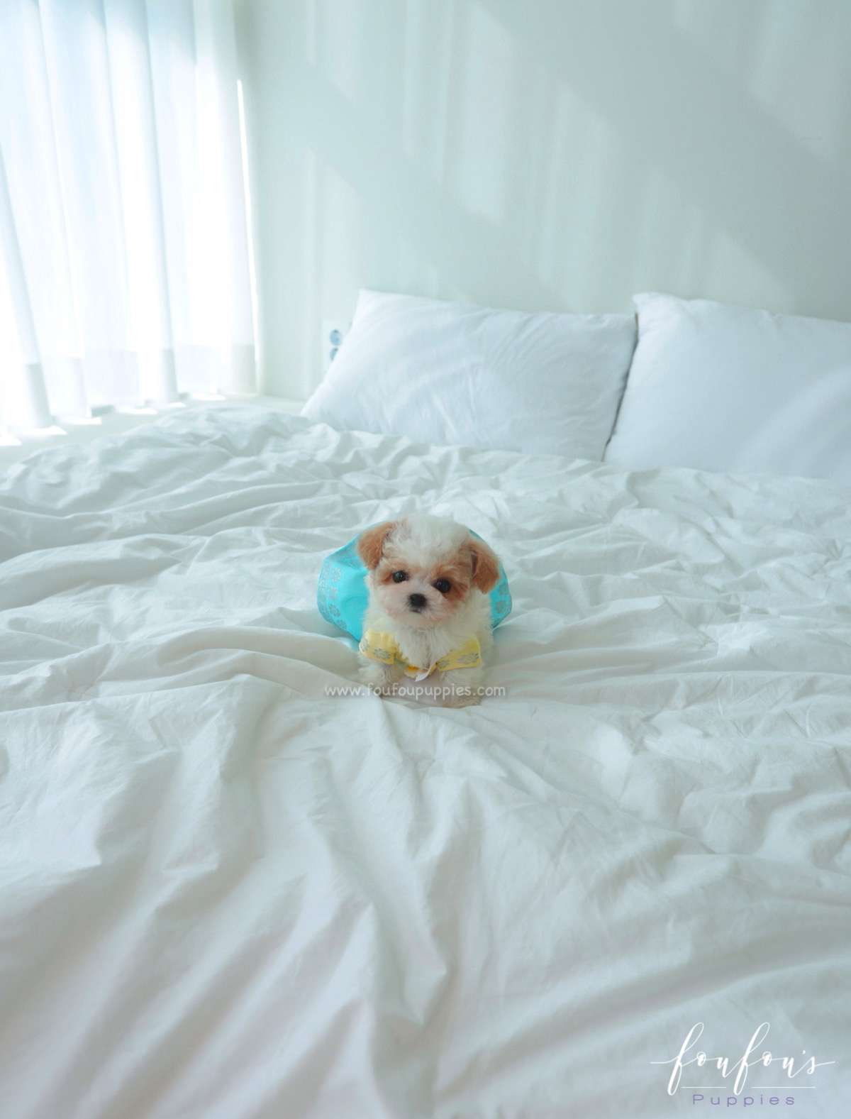 Tezz - Maltipoo M.