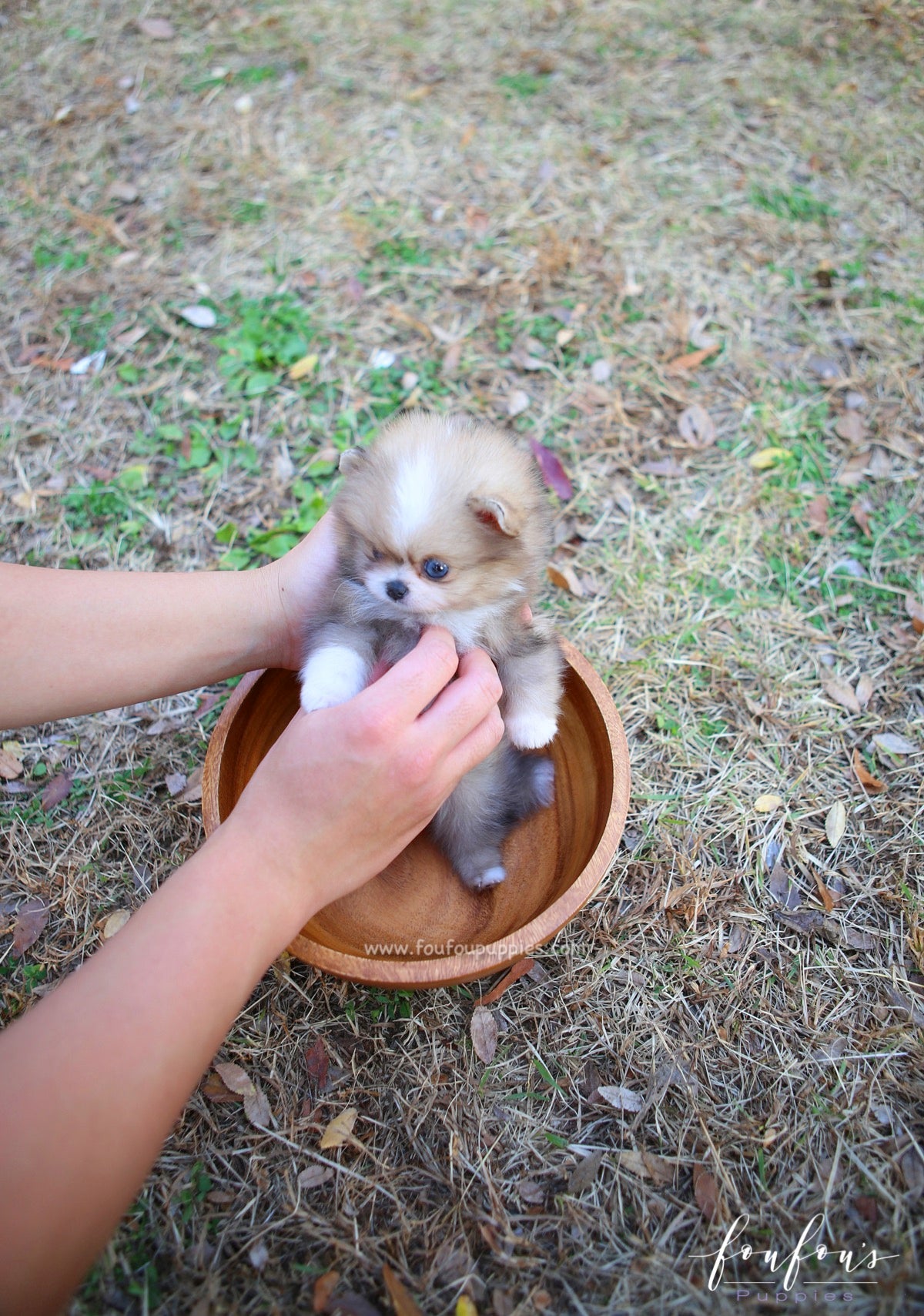 Soleil - Pomeranian F.