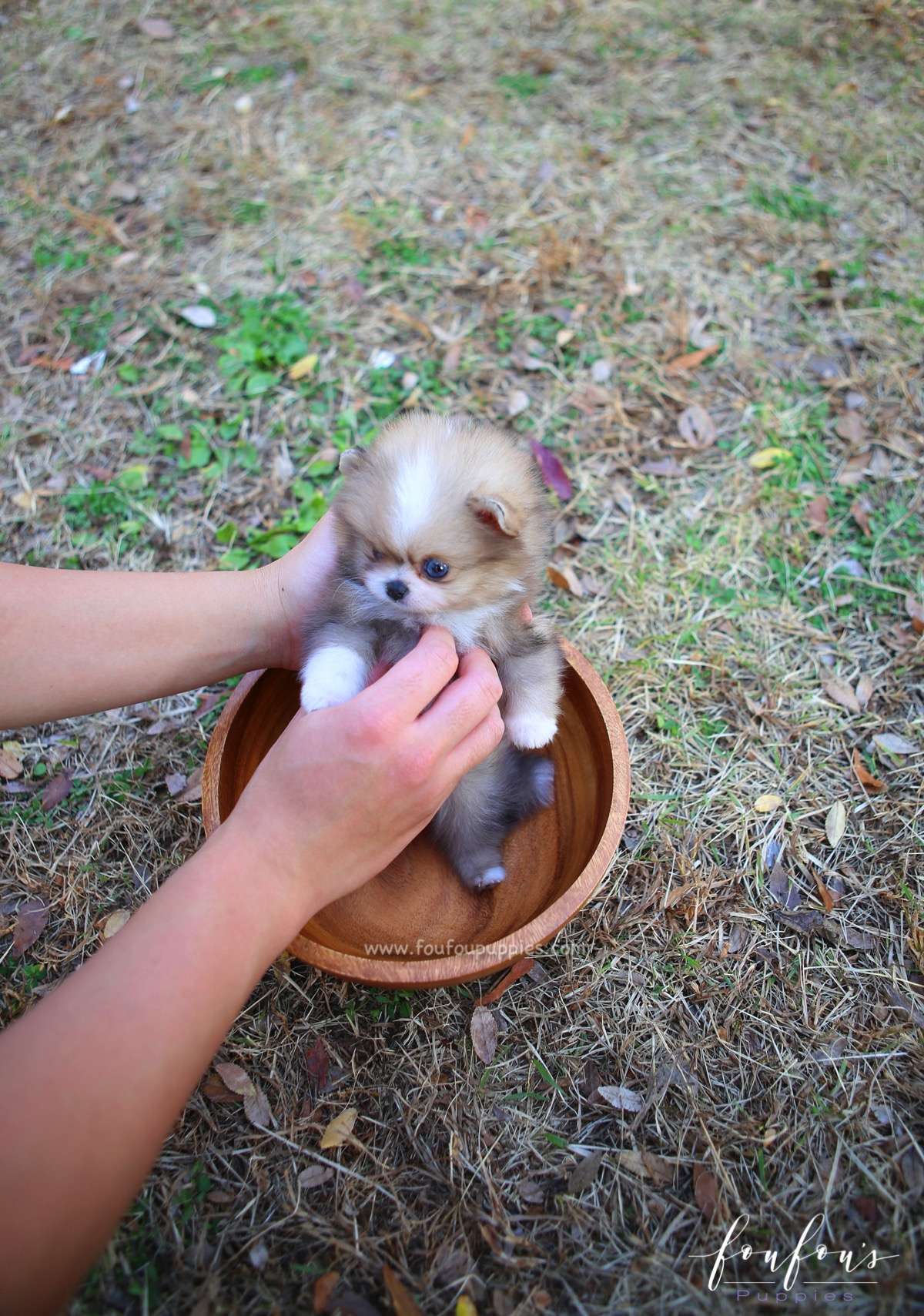 Soleil - Pomeranian F.