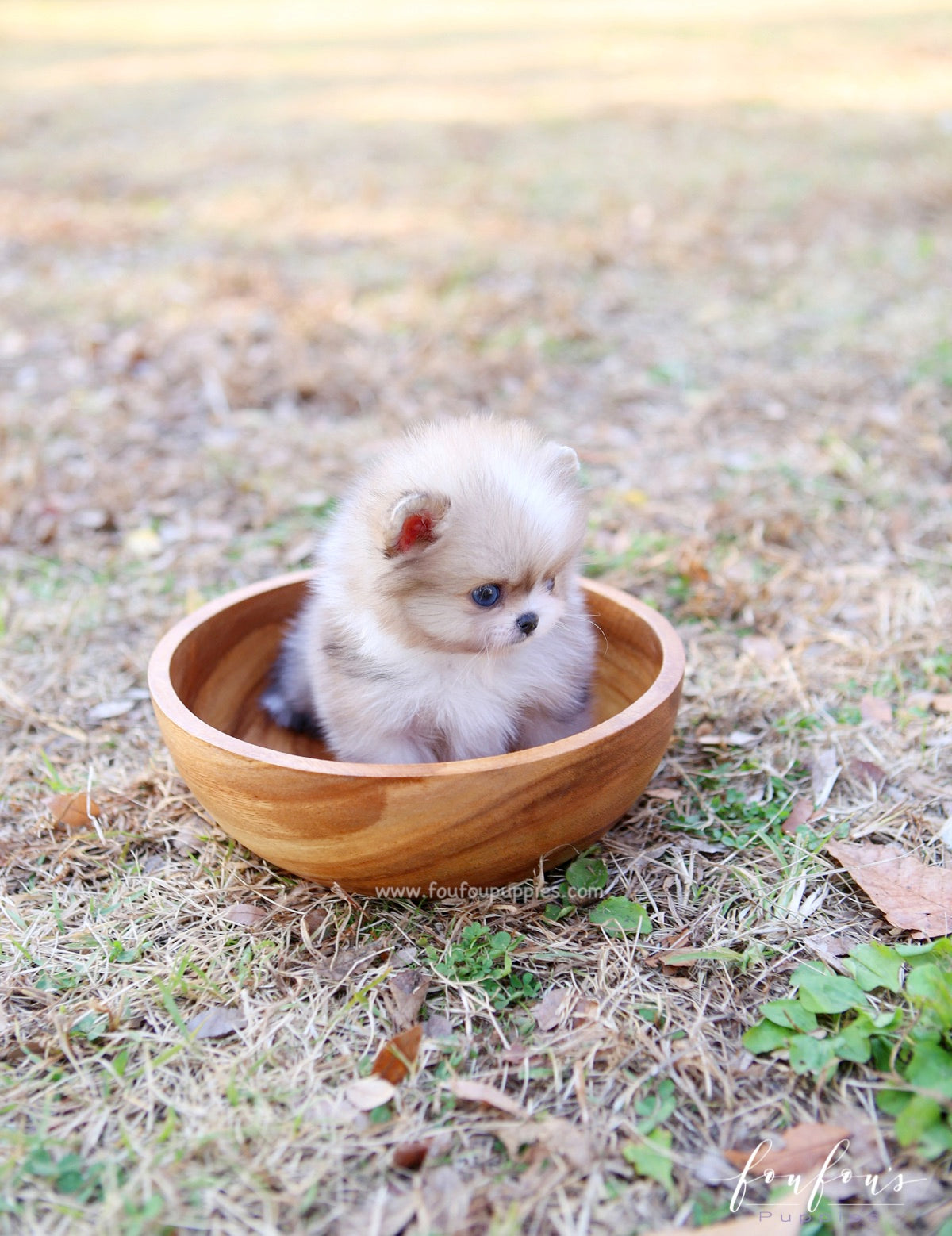 Soleil - Pomeranian F.