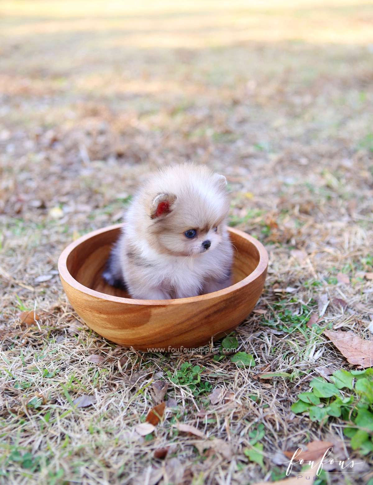 Soleil - Pomeranian F.