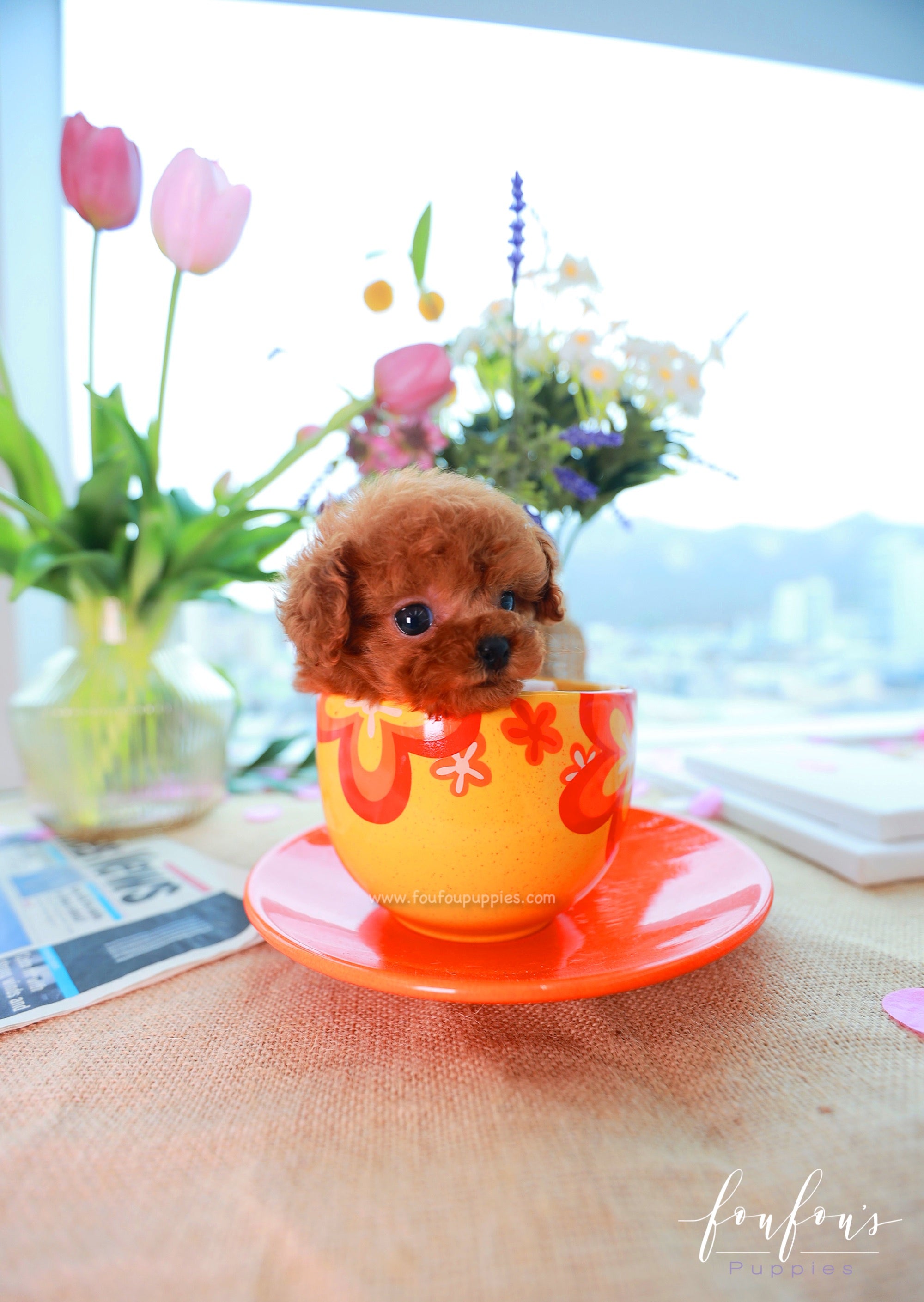 Zoé - Poodle F.