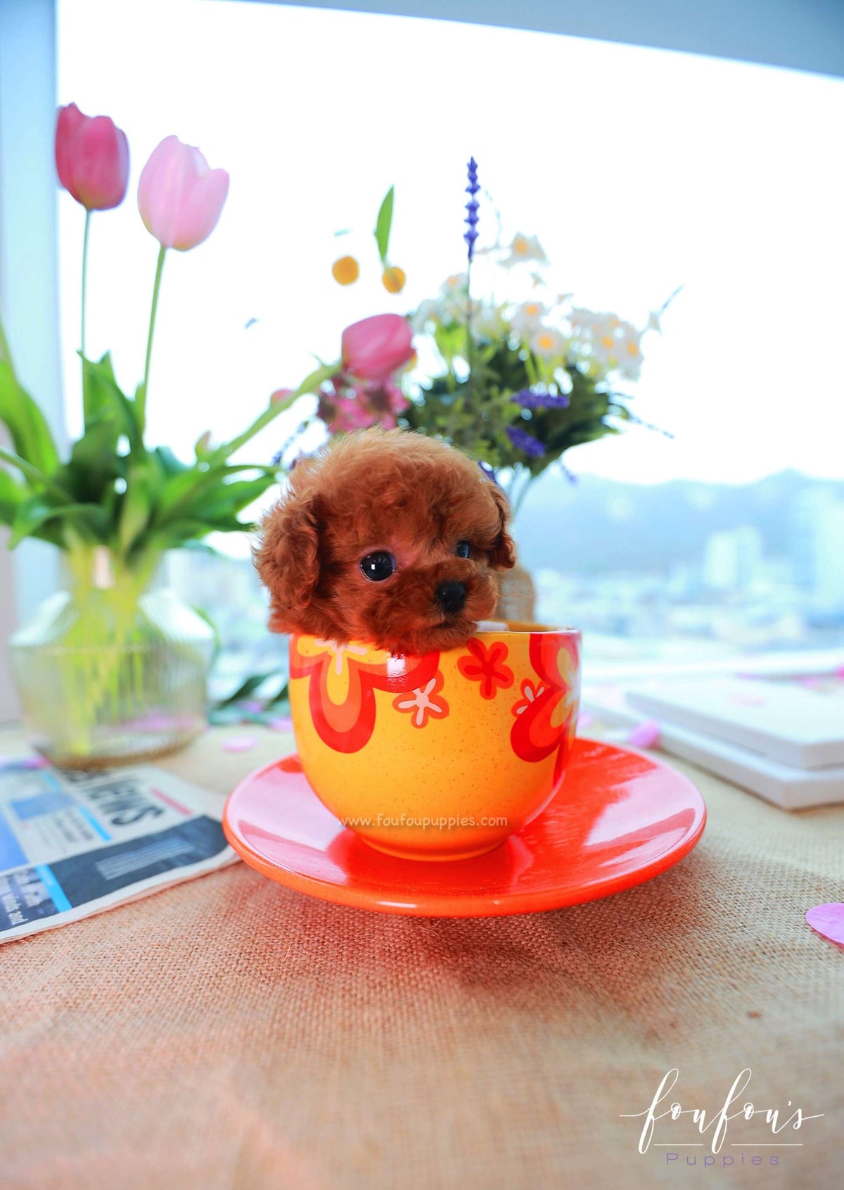 Zoé - Poodle F.