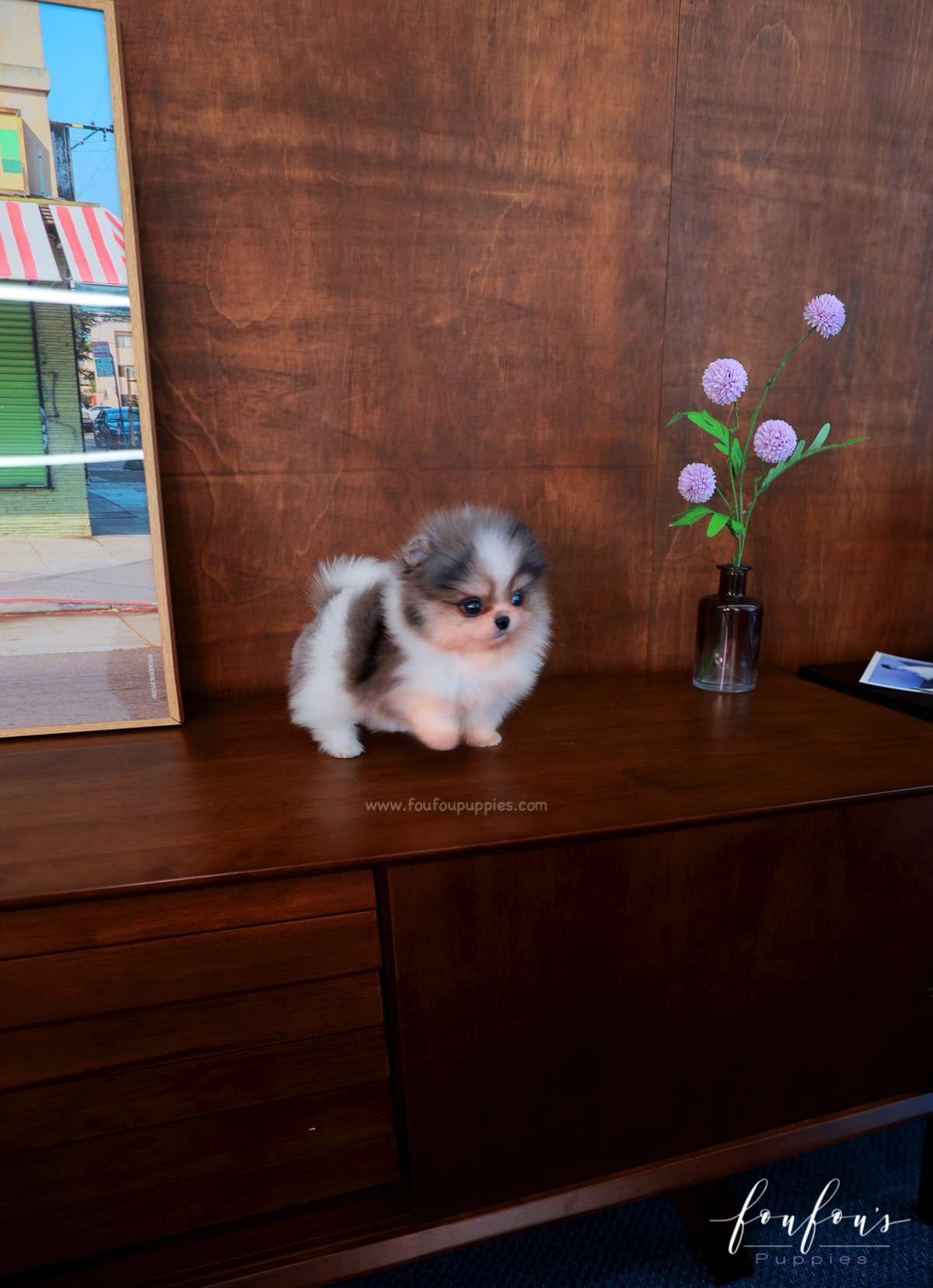 Simba - Pomeranian M.