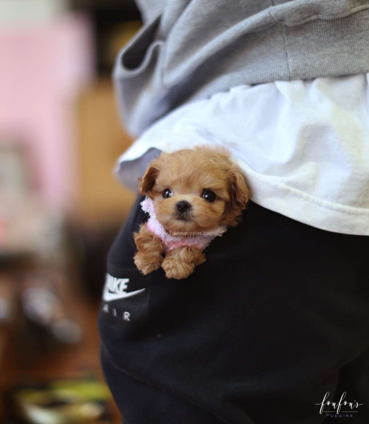 Duke - Maltipoo M.