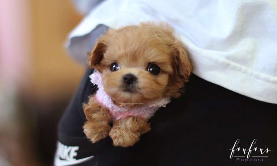 Duke - Maltipoo M.