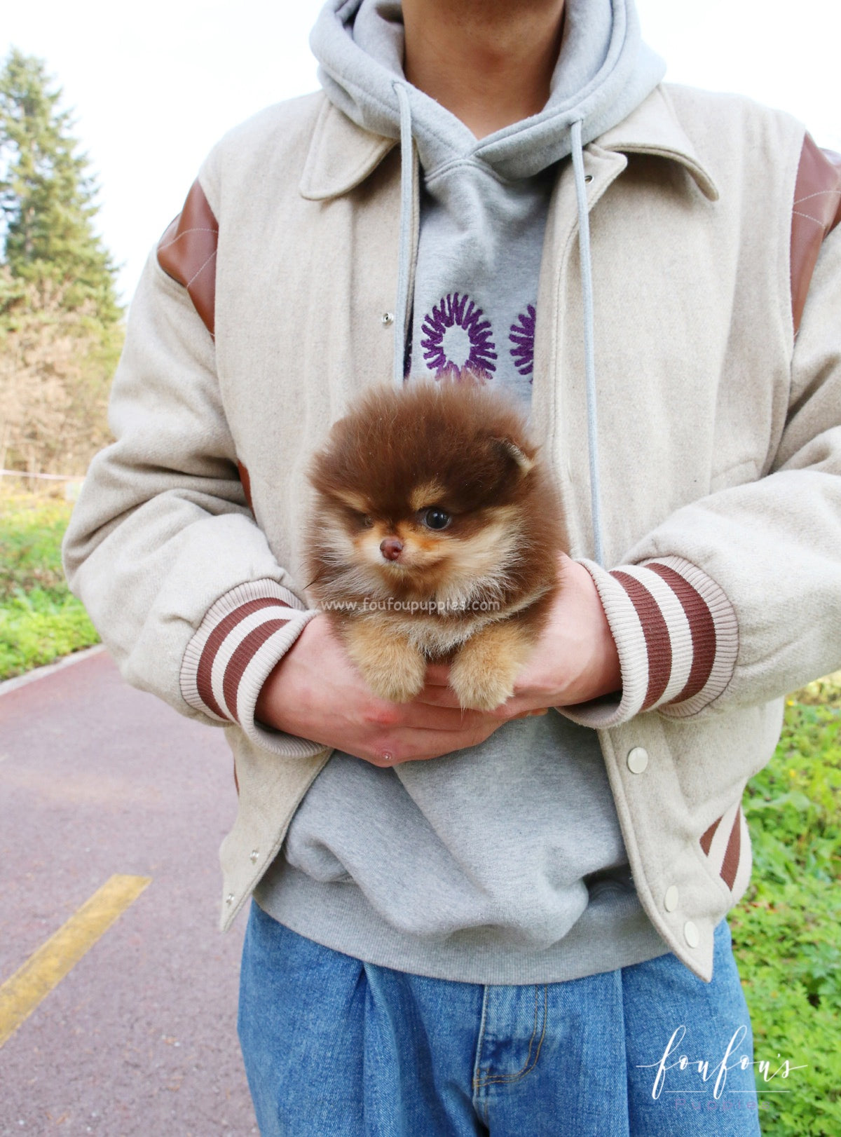 Twix - Pomeranian M.