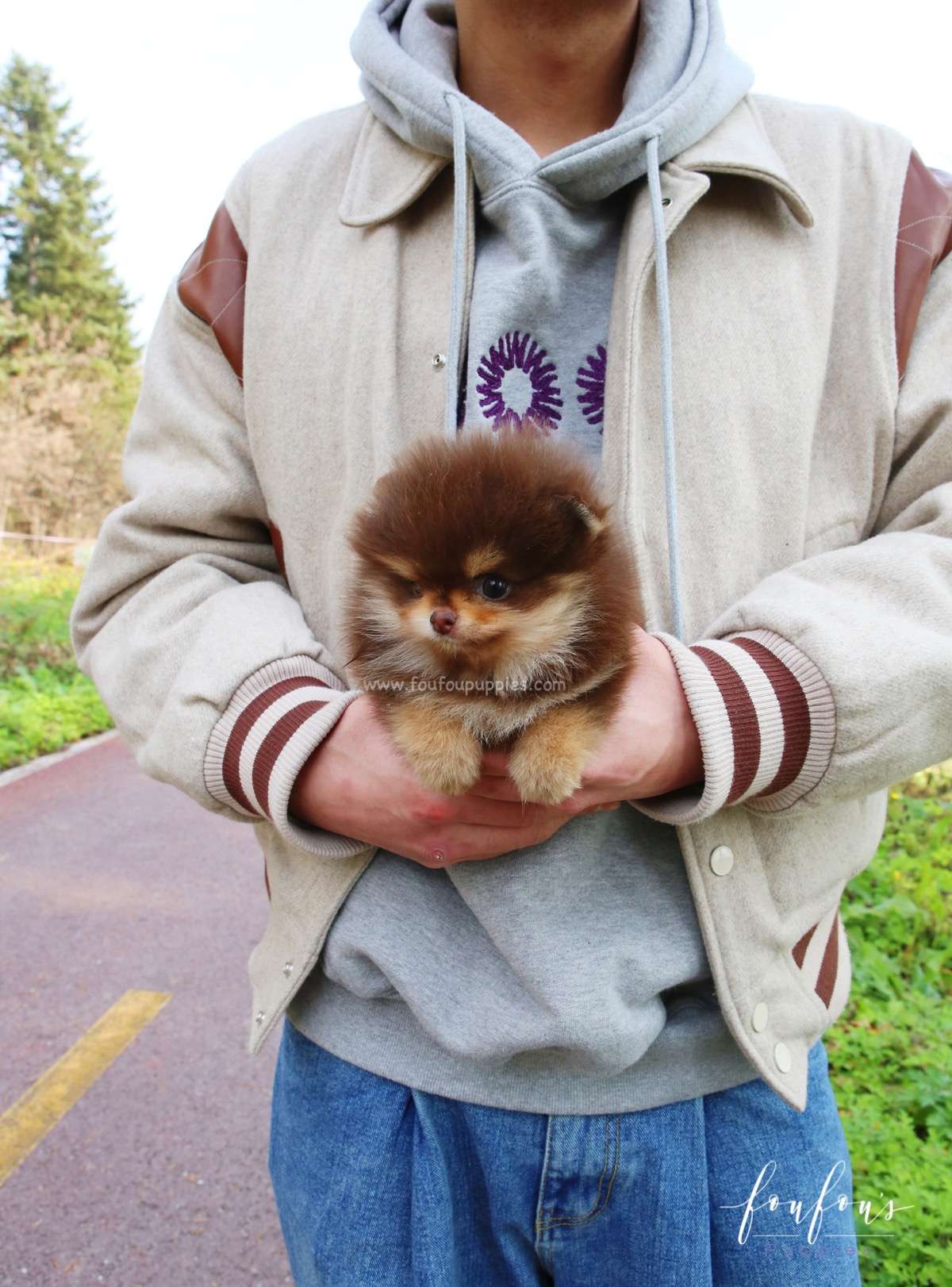 Twix - Pomeranian M.