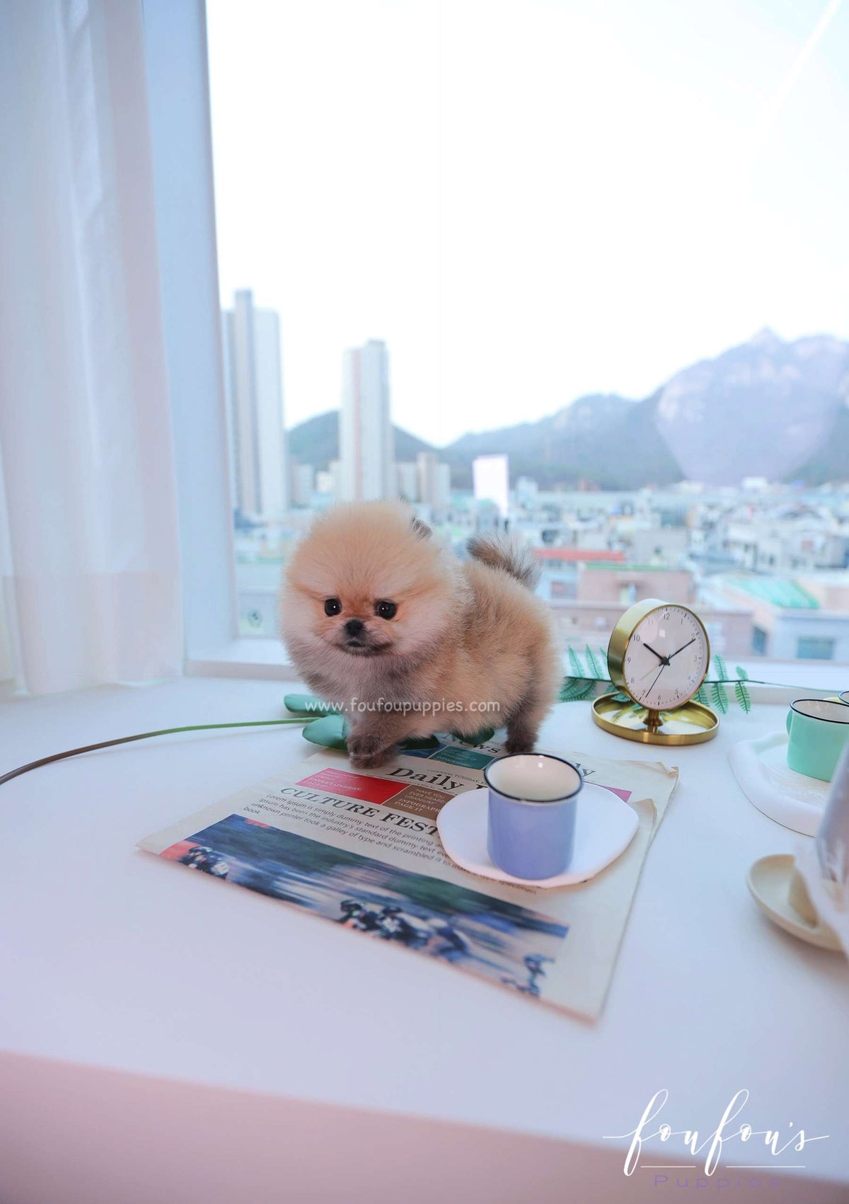 Valencia - Pomeranian F.