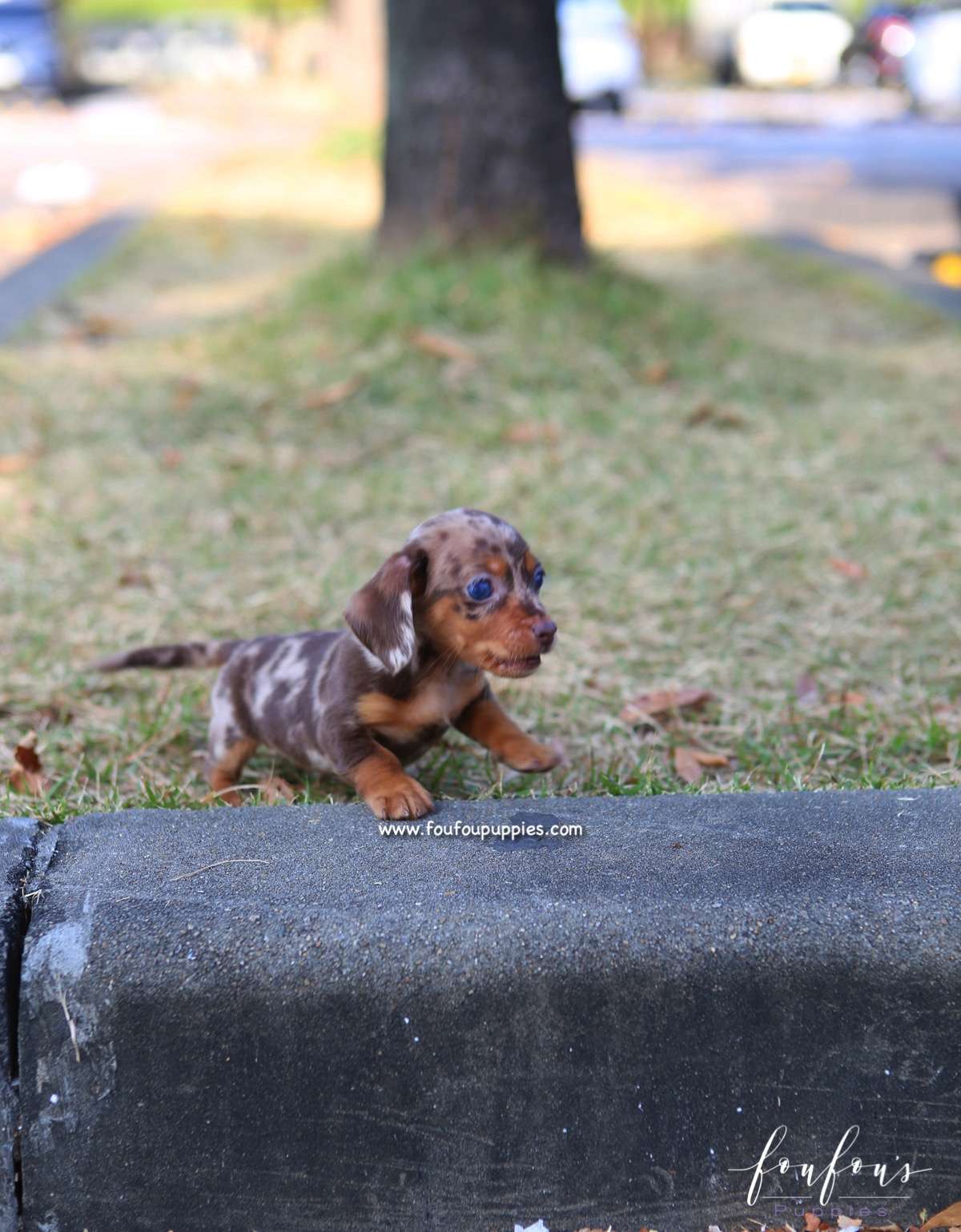 Pogo - Dachsund M.