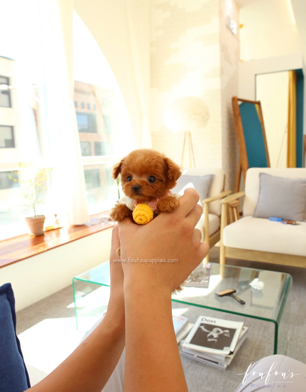 Pooh - Poodle M.