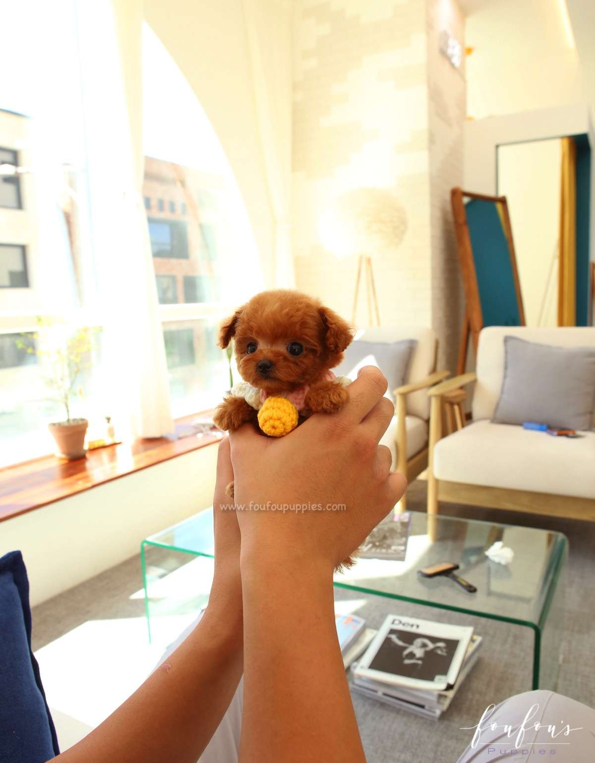 Pooh - Poodle M.