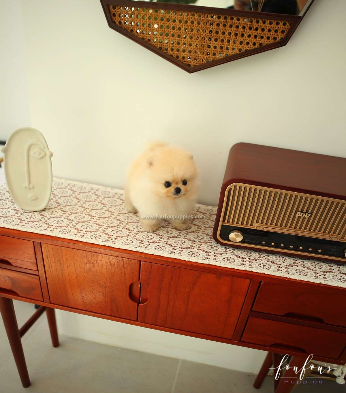 Capone - Pomeranian M.