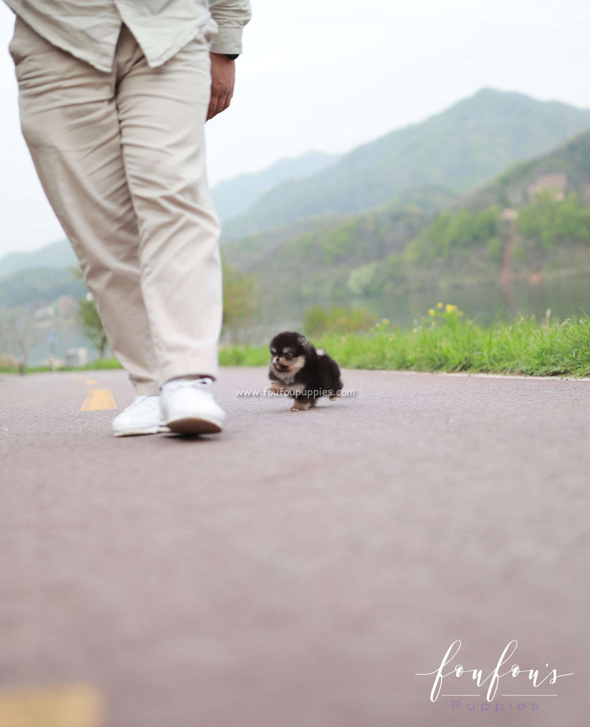 Aurora - Pomeranian F.