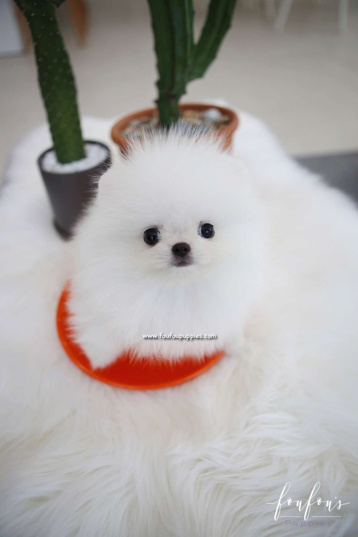 Duke - Pom M.