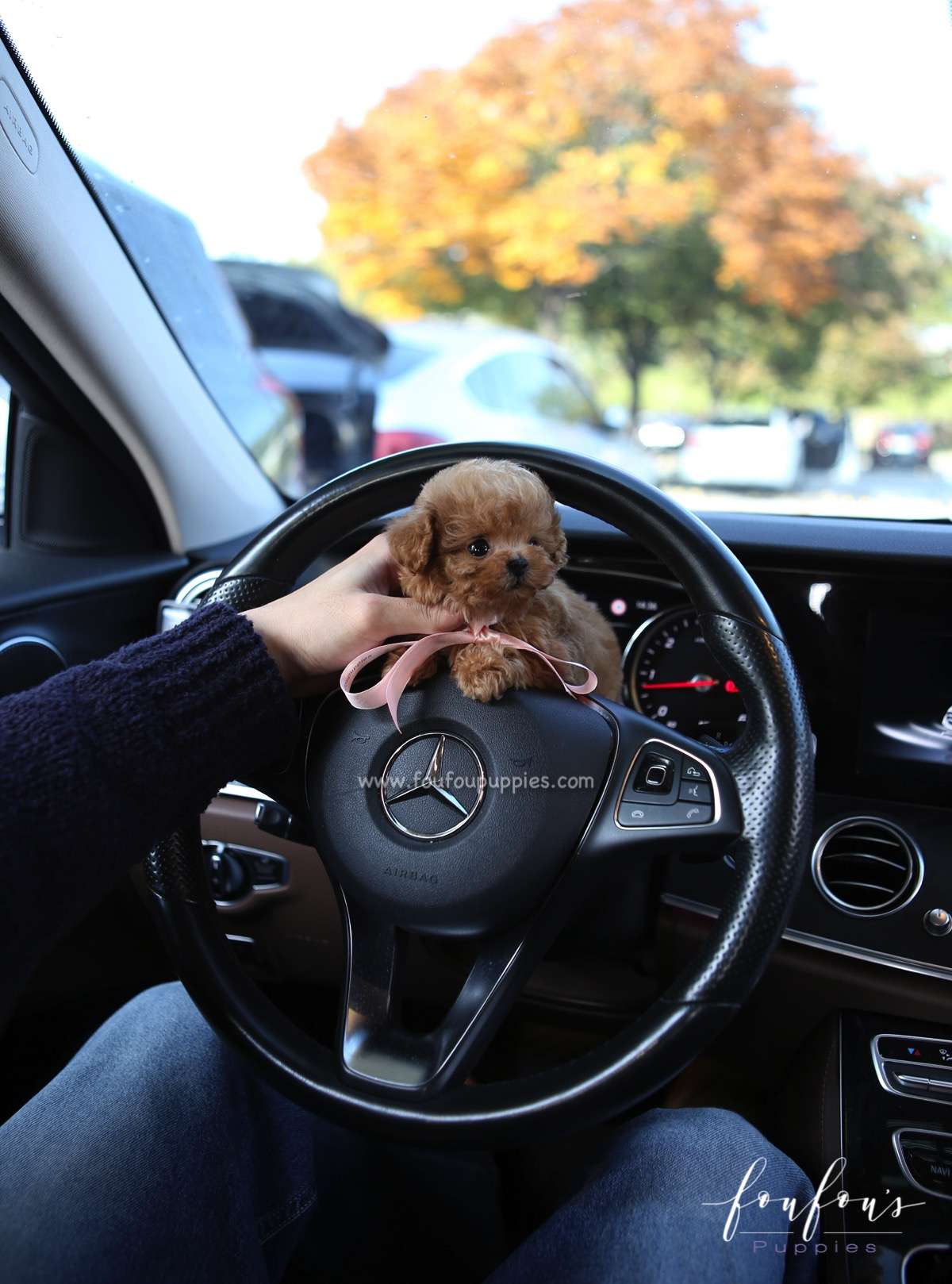 Mittens - Poodle F.