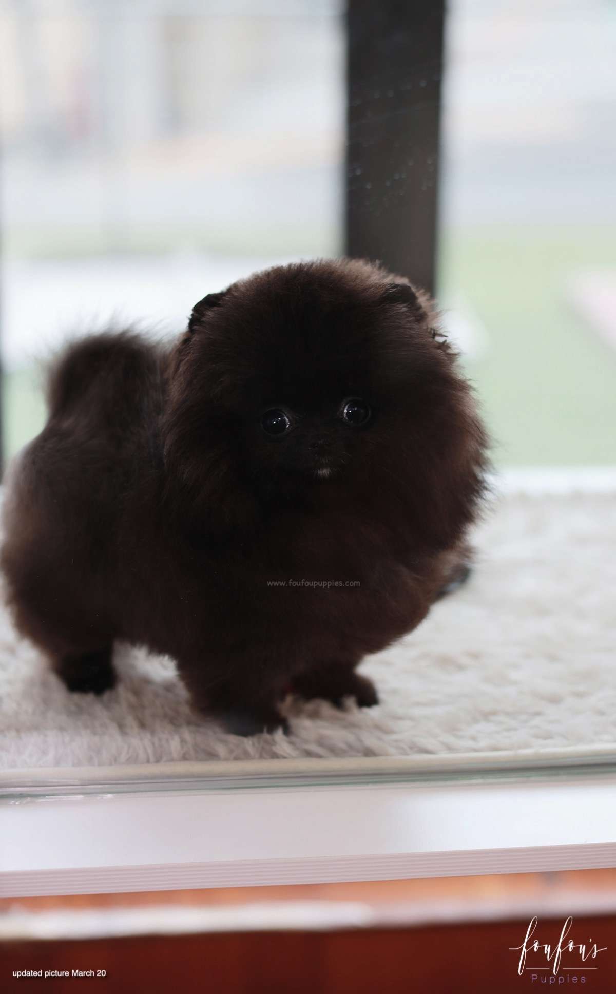 Soiré - Pomeranian M.