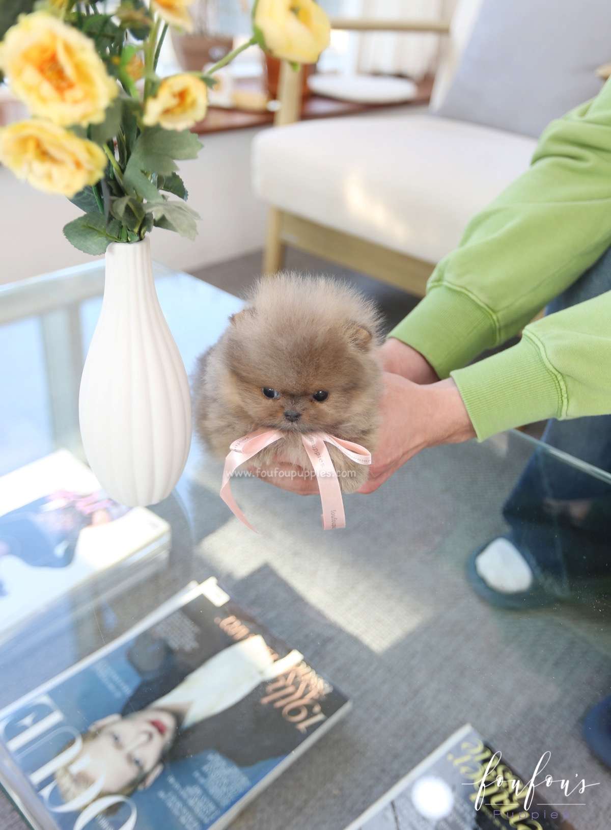 Mushy - Pomeranian M.