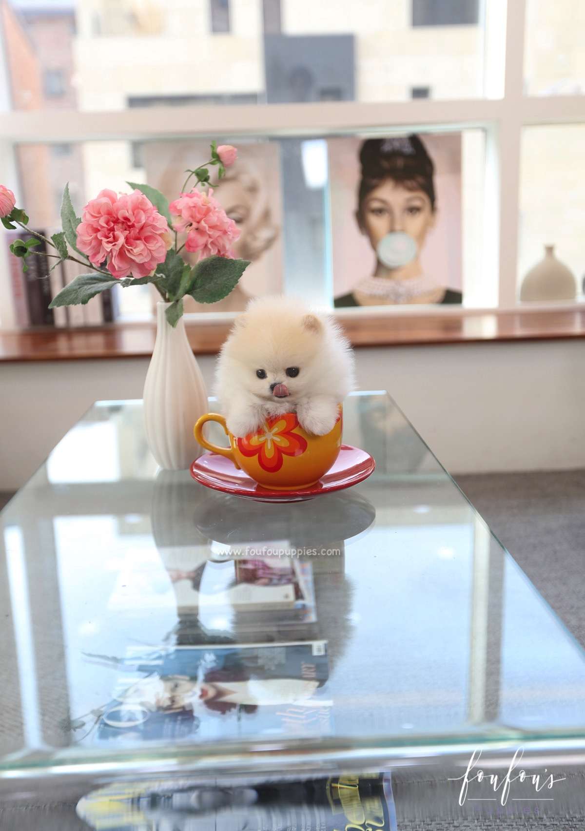 Caeser - Pomeranian M.