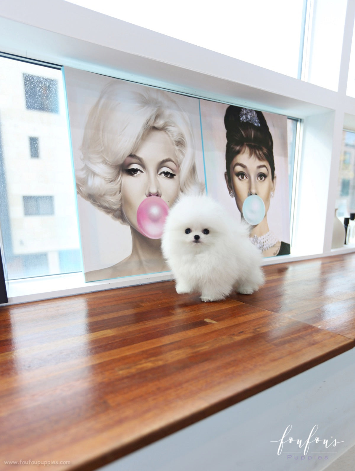 Toby - Pomeranian M.