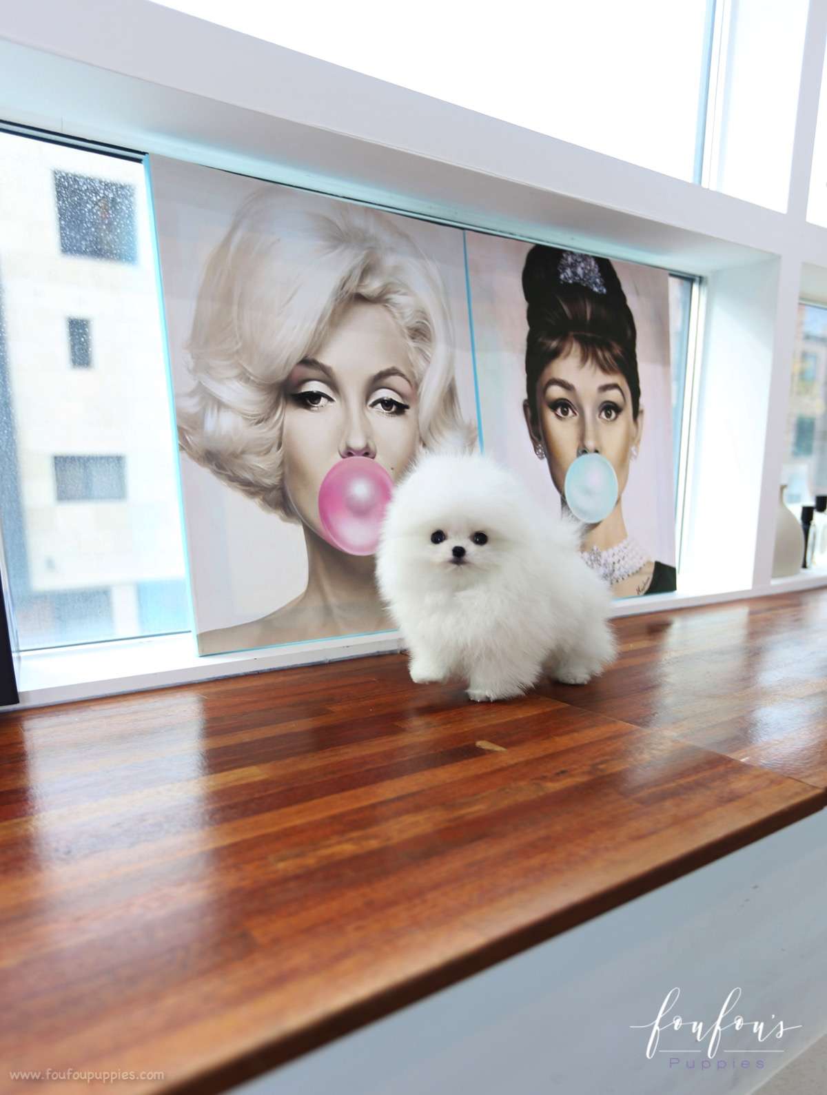 Toby - Pomeranian M.