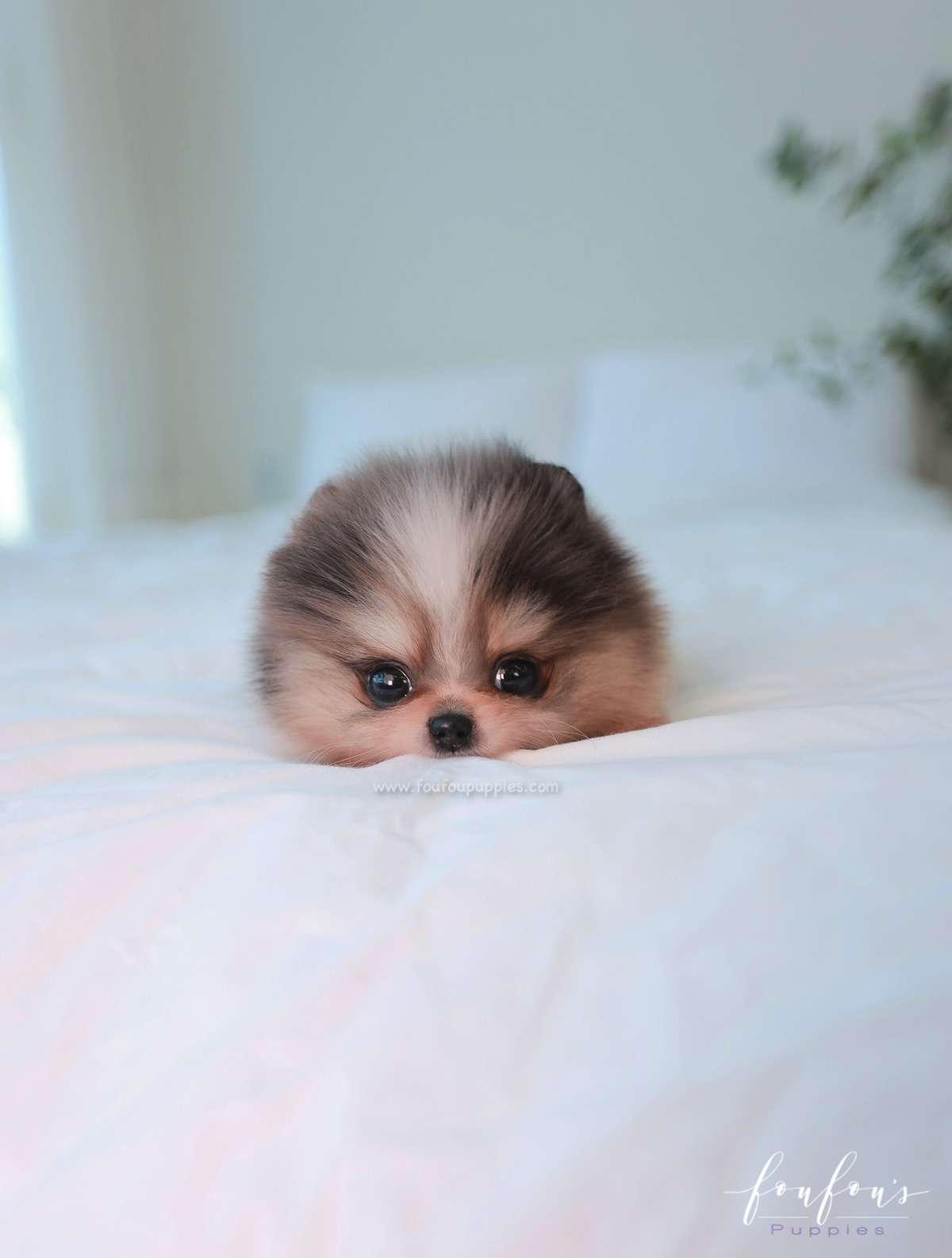 Simba - Pomeranian M.